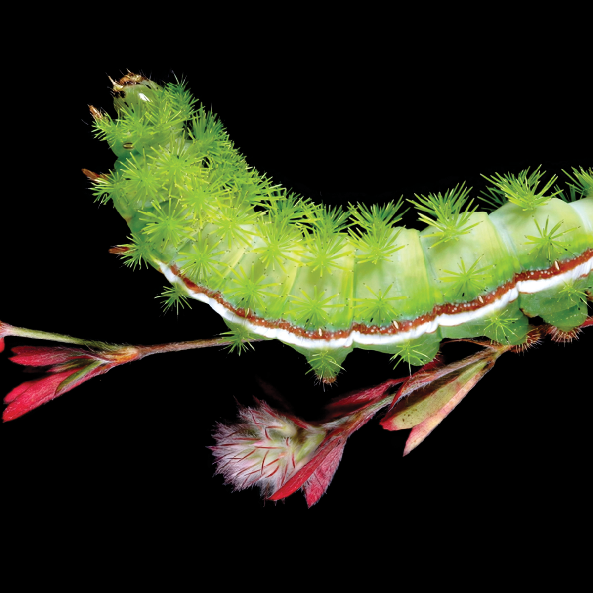 The Extraordinary Caterpillar - Natural Wonders Movie Night - FREE - logo